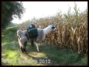 Lama-Trekkingtour2013