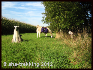 Lama-Trekkingtour2013