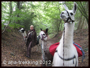 Lama-Trekkingtour2013