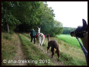 Lama-Trekkingtour2013