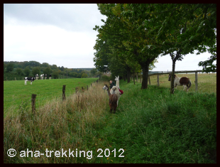 Lama-Trekkingtour2013