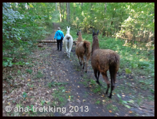 Lama-Trekkingtour2013