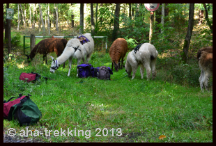 Lama-Trekkingtour2013