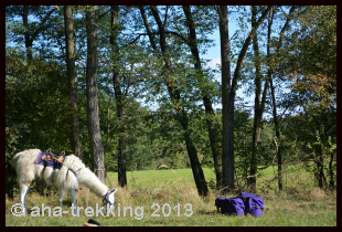 Lama-Trekkingtour2013