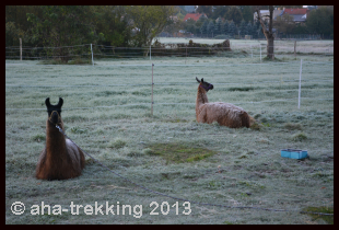 Lama-Trekkingtour2013