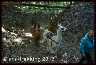 Lama-Trekkingtour2013