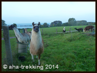 Lama-Trekkingtour2013