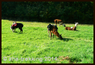 Lama-Trekkingtour2013