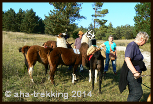 Lama-Trekkingtour2013