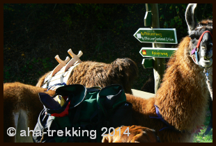 Lama-Trekkingtour2013